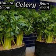 Growing Celery From Seed To Harvest In Containers Bags Step By Step