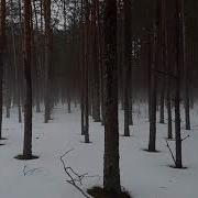 Между Киевом и Беларусью НАСТОЯЩИХ ПРИРОДНЫХ ЛЕСОВ НЕТ