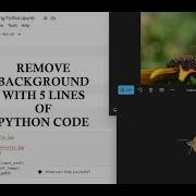 Remove Background From An Image Using 5 Lines Of Python Code