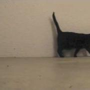 Cat Walking With Great Sadness I Say Fluffy Does Not Walk Right Or Left Any More