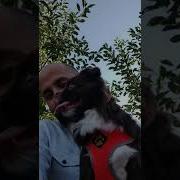 Misha Laughing Misha Laugh Chihuahua Chihuahualaughing