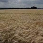 Field Of Gold With Lyrics Sting