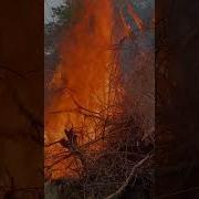 Brush Pile Burning Land Clearing Fire Bonfire
