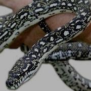 Python Rescue The Conservation Files Ep 3 AnimalBytesTV