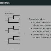 Phylogenetic Trees The Basics