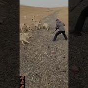 Pack Of Wolves Attack Man See Defend Yourself With A Piece Of Wood