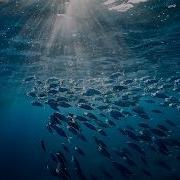 EDNA Is Changing The Way We See The Ocean