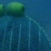 Turtle Excluder Device TED