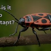Firebugs Their Functions In Nature And Incredible Facts