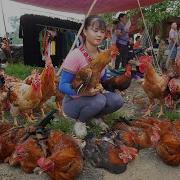 REWIND TIMELAPSE 500 Days Raising Lots Of Chicken And Harvest Rooster Go To Sell Phương S Story