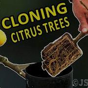 EASY CLONING OF CITRUS TREES Air Layering Method For Citrus Trees