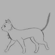 Cat Walk Cycle Test