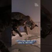 Funny Cats Confused By Person S Bath