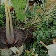 Titan Arum On Display At Floral Showhouse