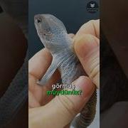 Kertenkeleleri Soymayın