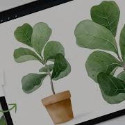 How To Draw Watercolor Fiddle Leaf Fig Tree Procreate Tutorial