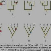 How To Interpret Phylogenetic Trees