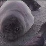 Seal Bwomp