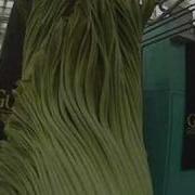 Gustavus Corpse Flower Titan Arum Blooming May 12th Cam 1