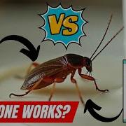 Boric Acid Vs Borax Which Is Better For Cockroach Control