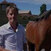 Equine Pre Purchase Horse Examination