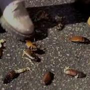 Starship Troopers Do Your Part Kids Squashing Bugs