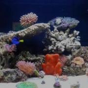 My Biocube 29