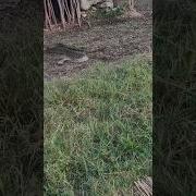 PYTHON RESCUE IN VILLAGE Shorts Trending Newshorts