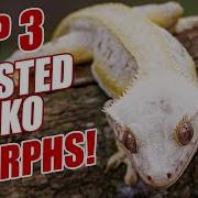 My TOP 3 Crested Gecko Morphs