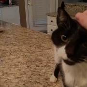 Cat Has A Crazy Deep Meow