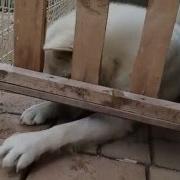 Demonstration Of The Importance Of Opposable Thumbs