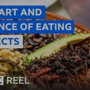 Should We All Be Eating Insects BBC REEL