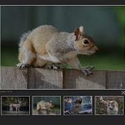 How To Create Image Gallery In HTML CSS And Javascript Lightbox Gallery