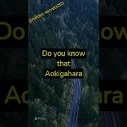 Why People Fear Aokigahara Japan S Most Haunted Forest