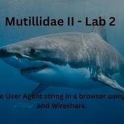 Mutillidae II Lab 2