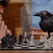 10 Самых Умных Птиц в Мире Вы Не Поверите На Что Они Способны