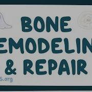 Bone Remodeling And Repair