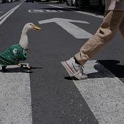 Merlin El Pato Que Se Convierte En La Mascota Viral Del Mundial