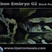Python Embryo 02 Stock Footage