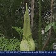 Corpse Flower To Bloom