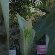Rare Corpse Flower Could Bloom At Temple University S Ambler Campus