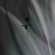Binaryh Eos Original Mix Black Rose Rec