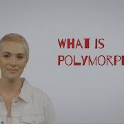 Software Engineer Technical Interview Questions What Is Polymorphism In Java