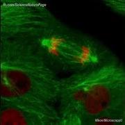 Actual Footage Of Cell Division Kidney Cells