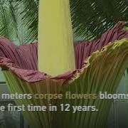 A Corpse Flower Blossomed For The First Time In 12 Years
