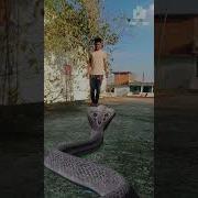 Snake Video Youtubeshorts Thevivek Vfx Magic Shorts Shortvideo Viral Snake Youtube