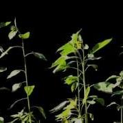 Time Lapse Photography Of Sunflowers Tracking The Sun
