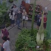 People Line Up To Visit Corpse Flower About To Bloom At SF Conservatory Of Flowers