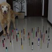 Obstacle Challenge CAT Vs DOG