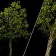 Creating My First Miniature Tree For A Diorama